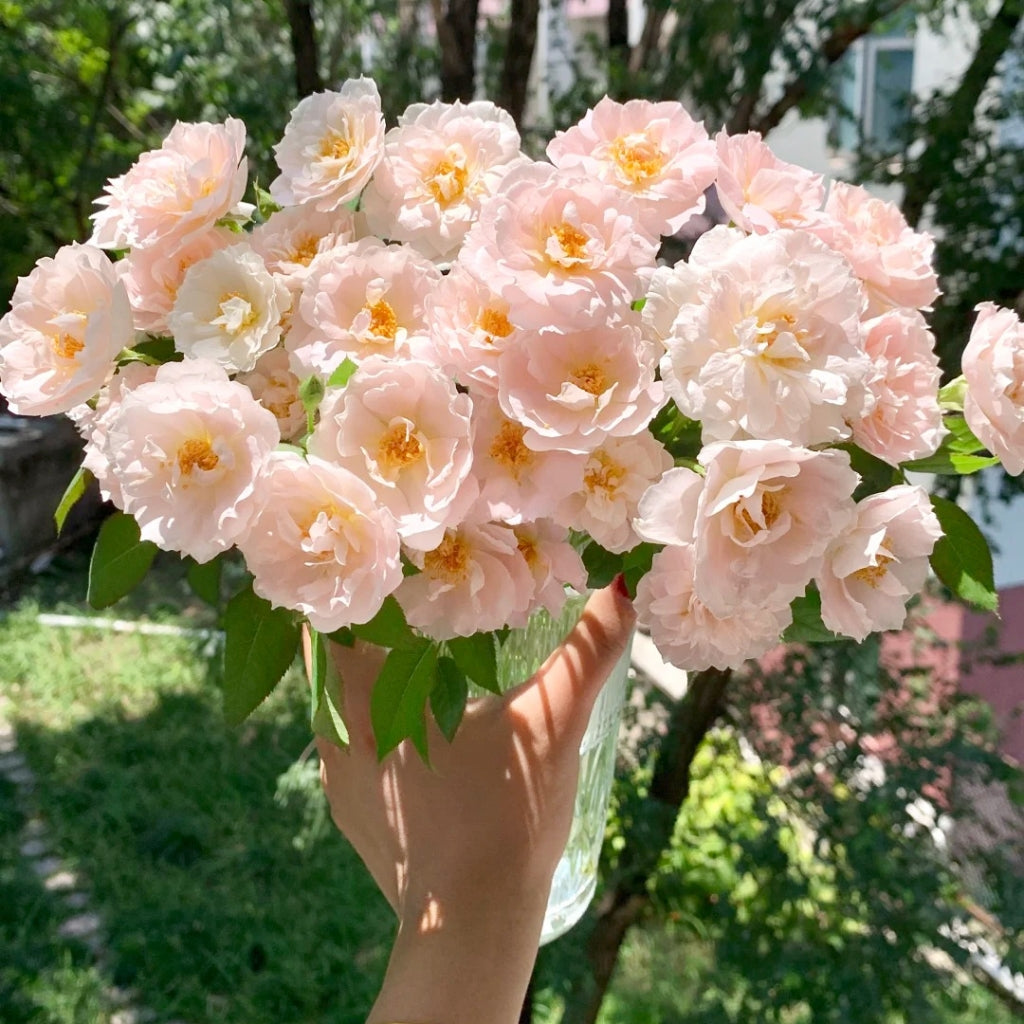 Cefiro Rose