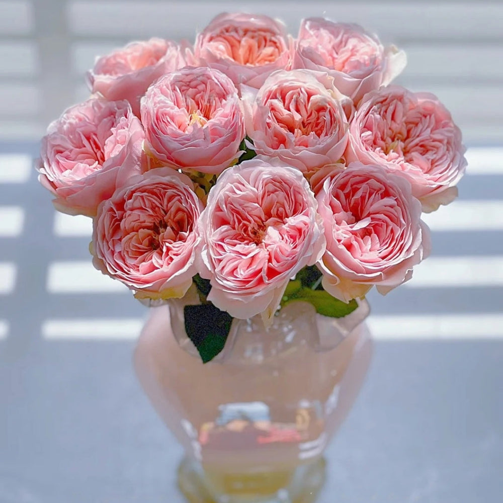Celebretini Rose