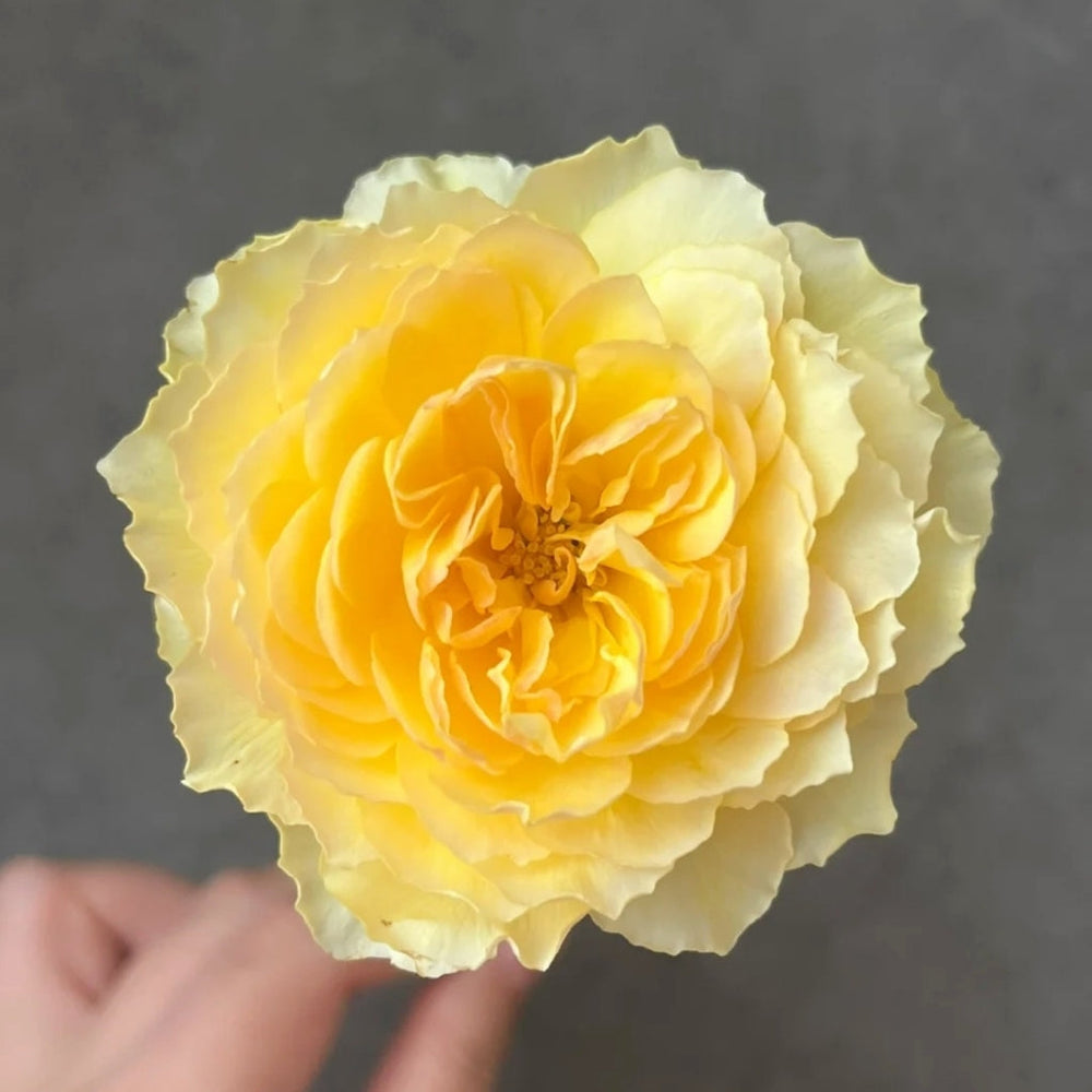 Cephalaria Rose