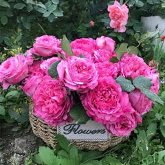 Cepheus Rose