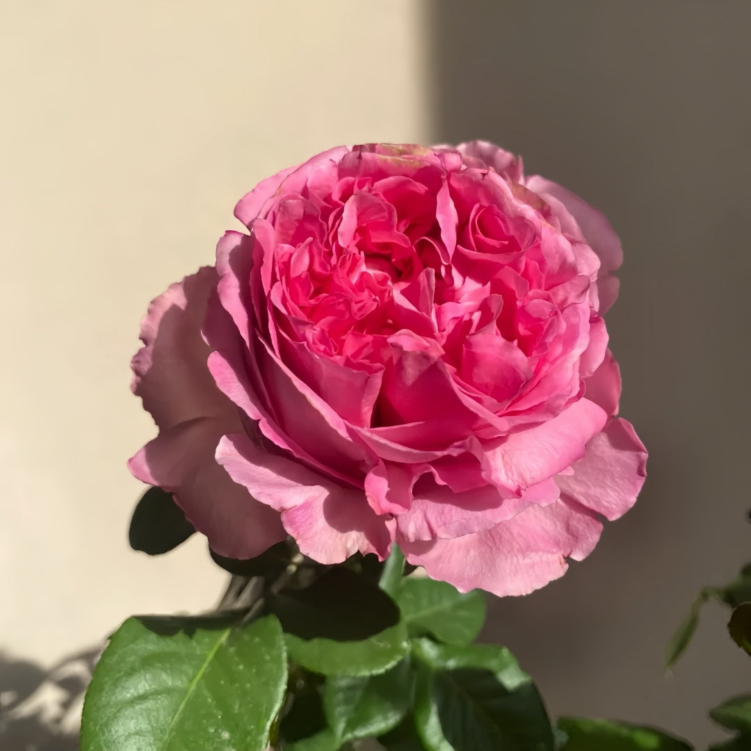 Cepheus Rose 