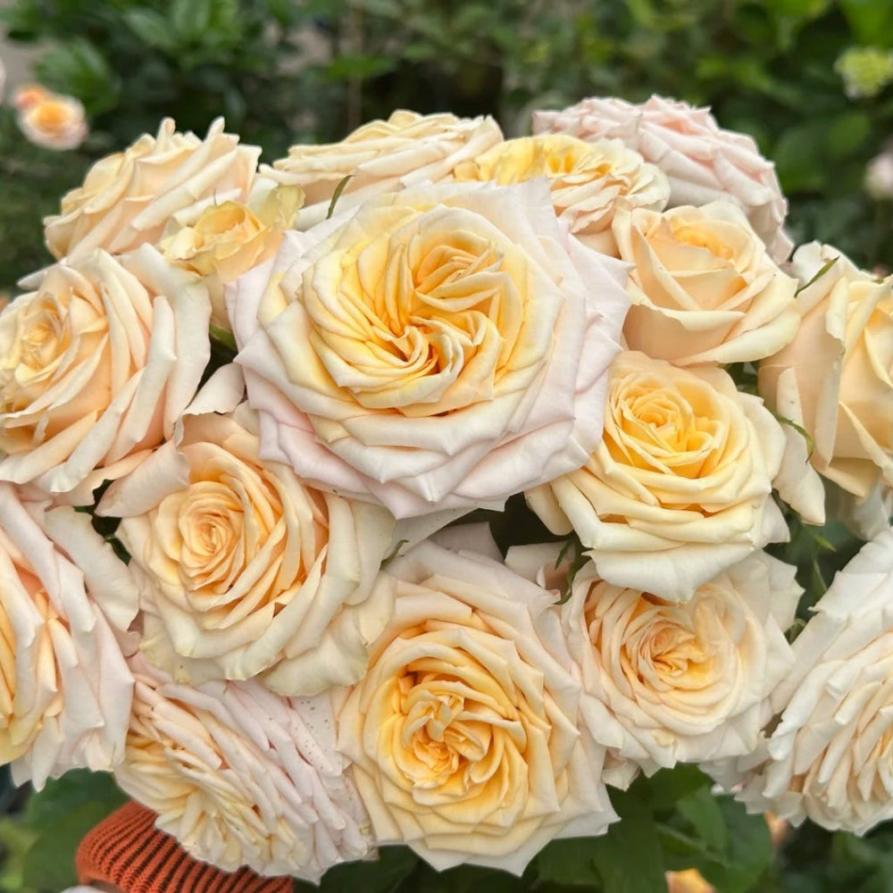 Chablis Rose