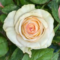 Chablis Rose
