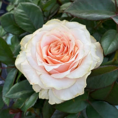 Champagner Rose