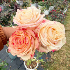 Champagner Rose