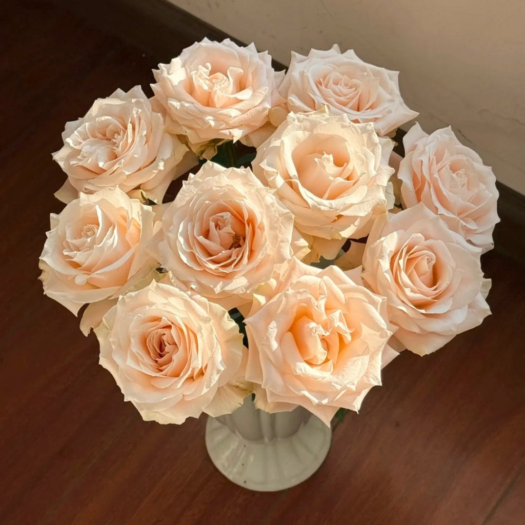 Champagner Rose