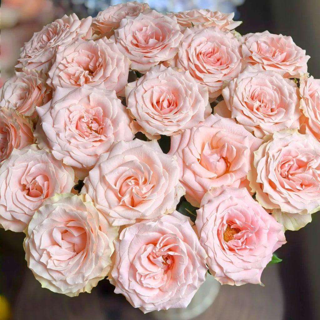 Champagner Rose