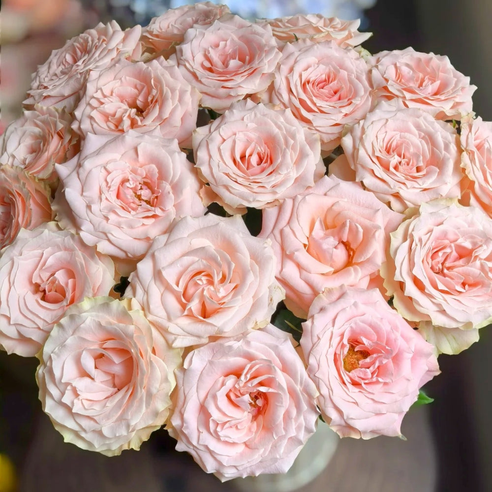 Champagner Rose