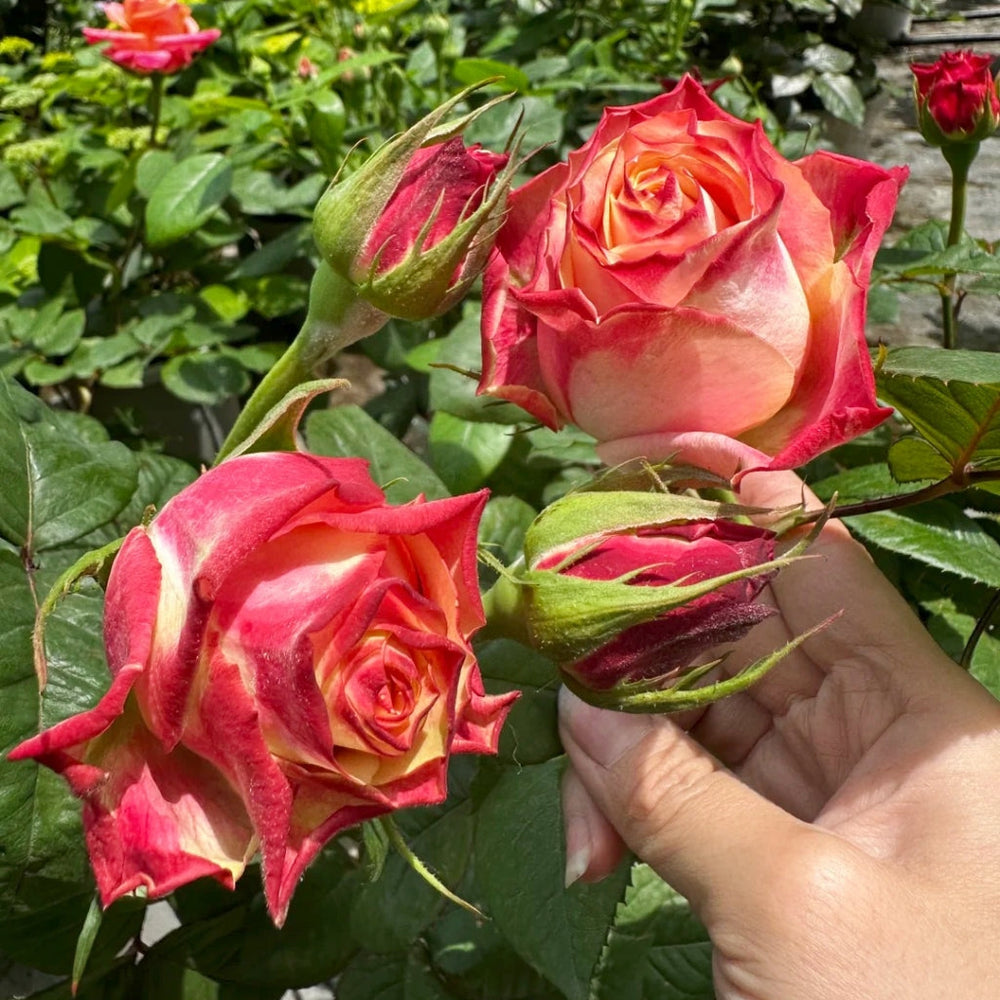 Chapeau Rose