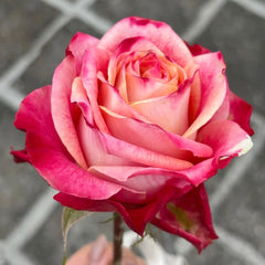 Chapeau Rose