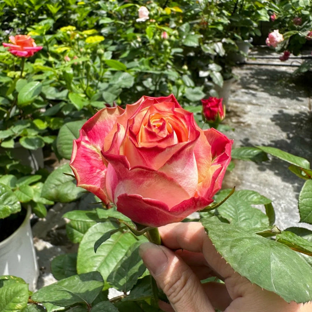 Chapeau Rose