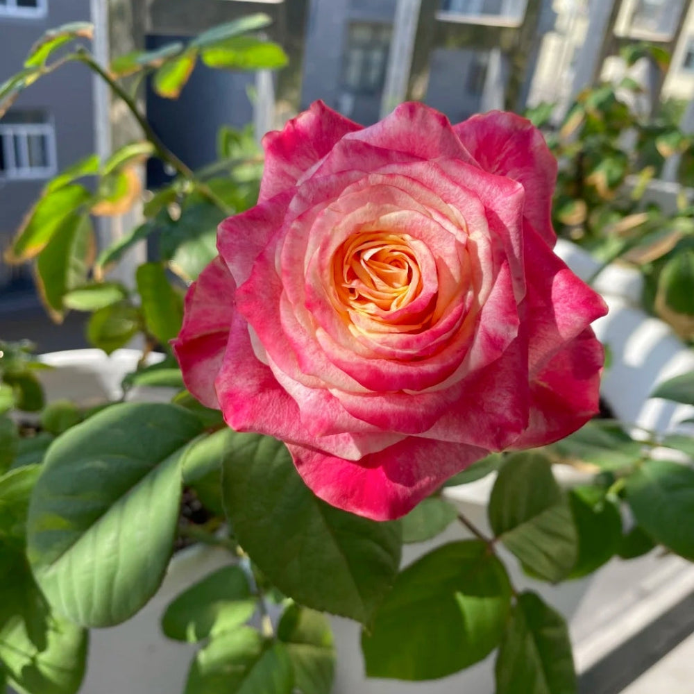 Chapeau Rose