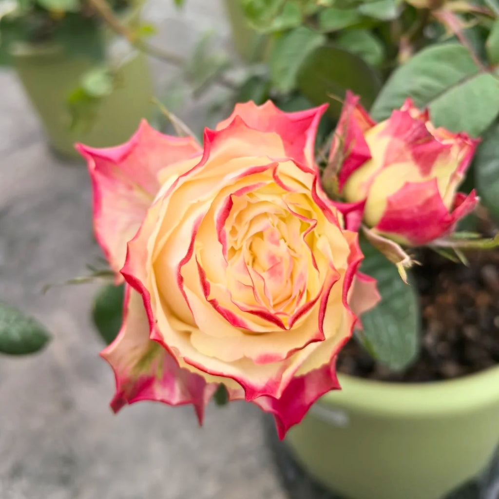 Chapeau Rose