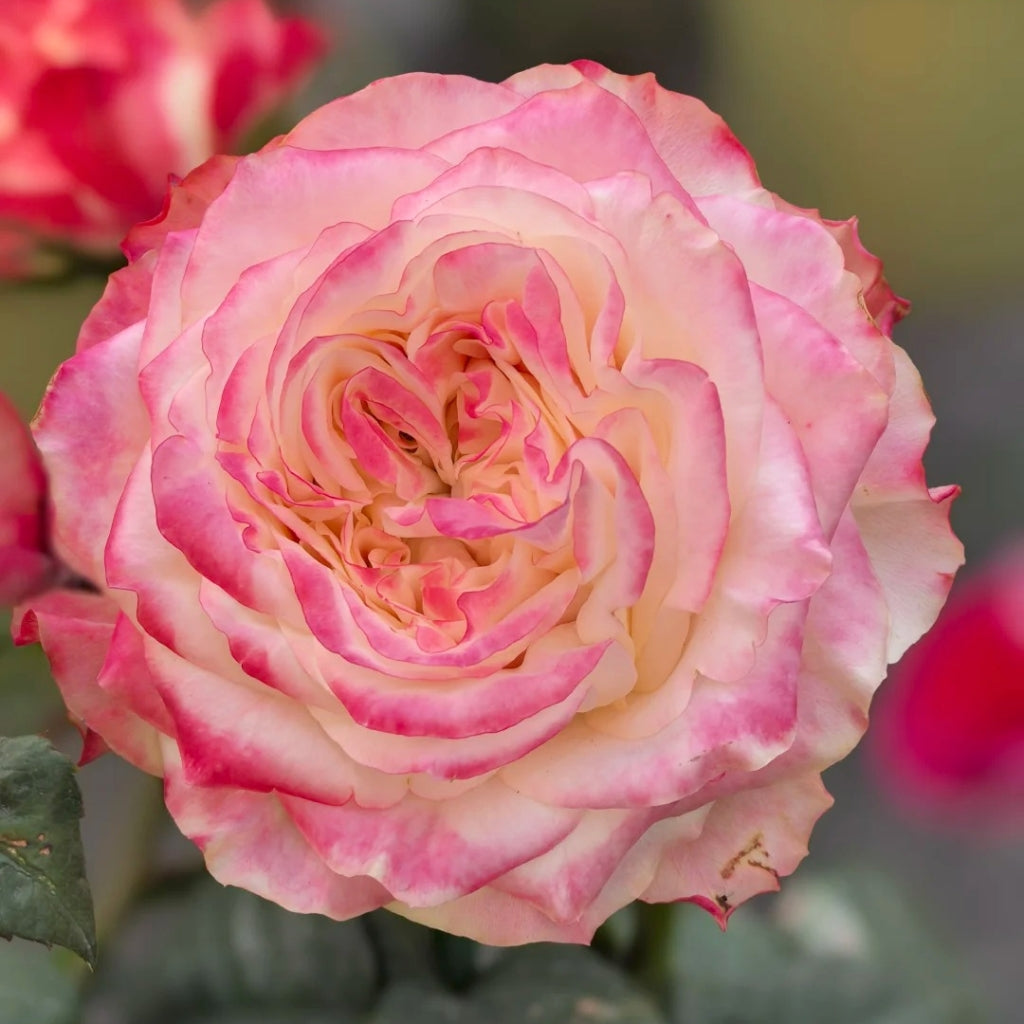 Chapeau Rose