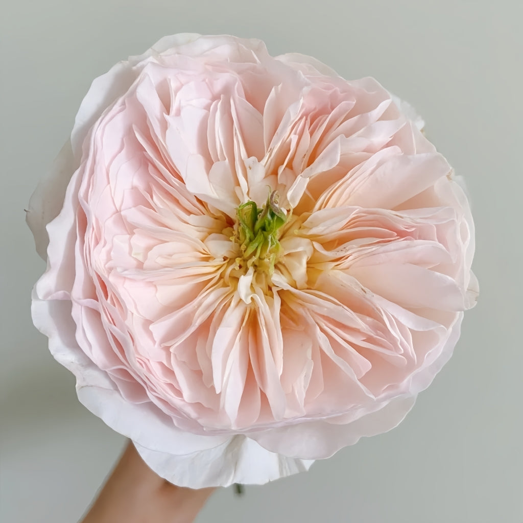 Charity Rose