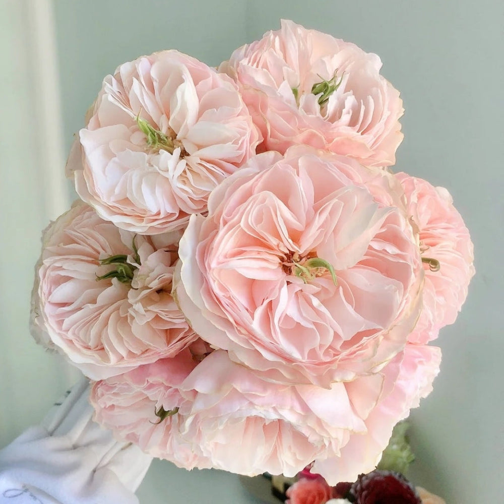 Charity Rose
