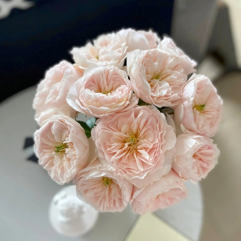 Charity Rose
