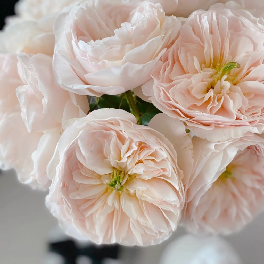 Charity Rose
