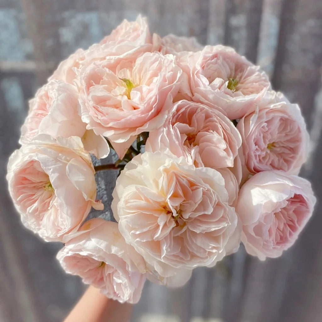 Charity Rose