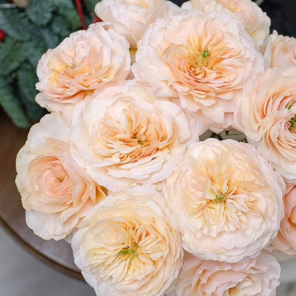 Charity Rose