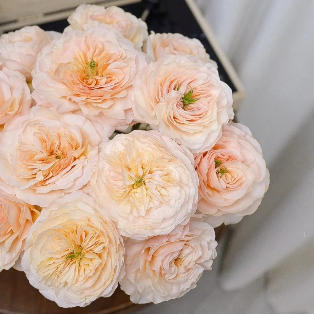 Charity Rose