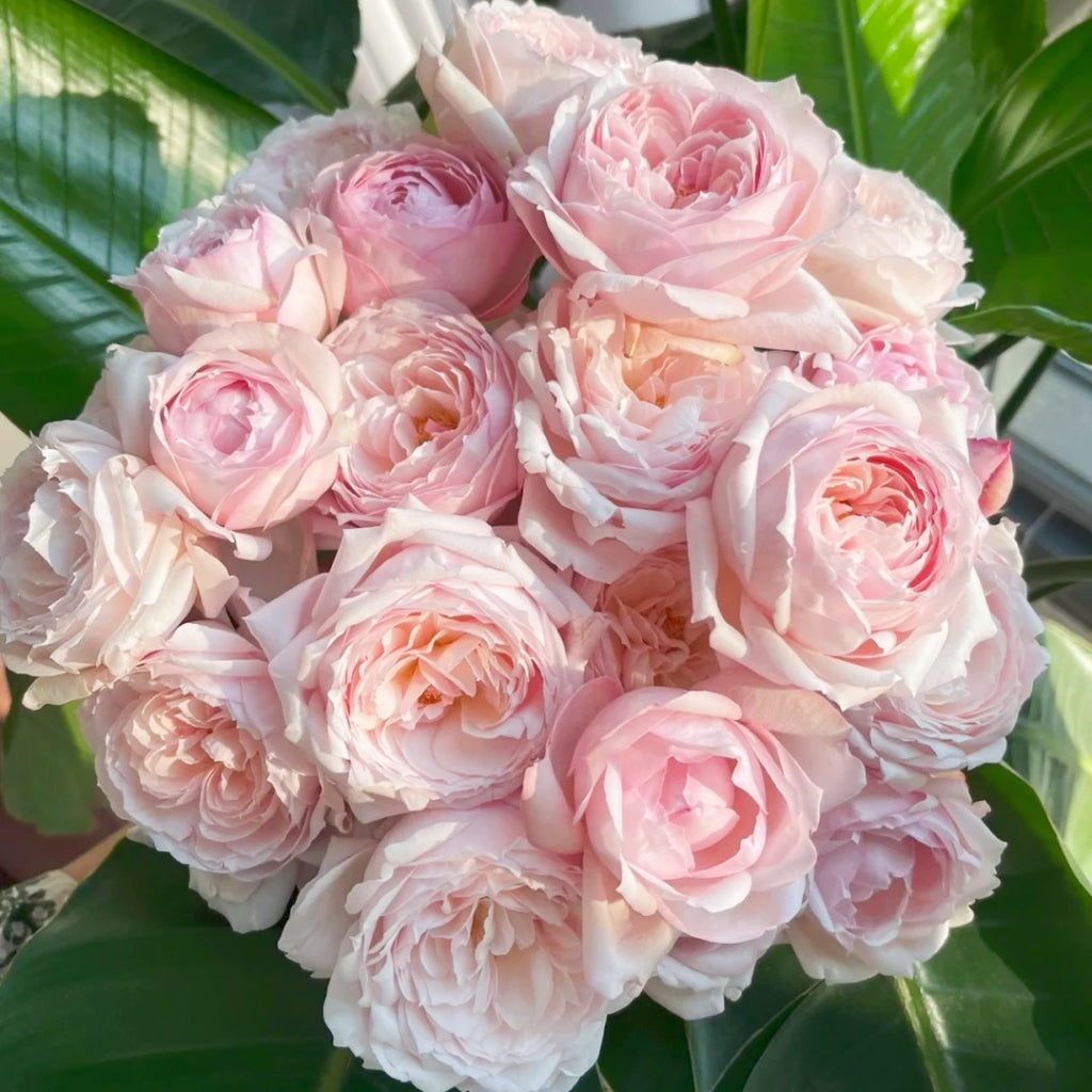 Cherry Antique Rose