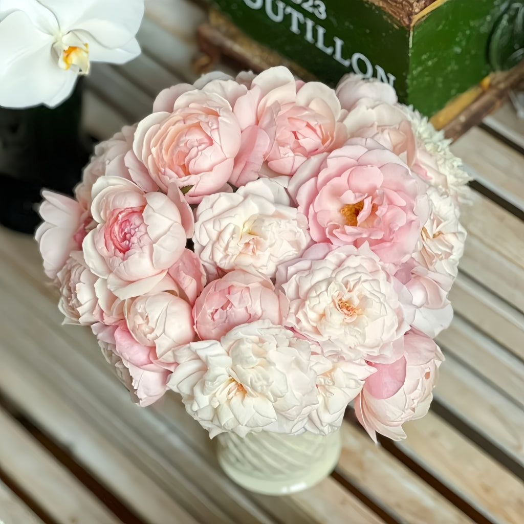Cherry Antique Rose