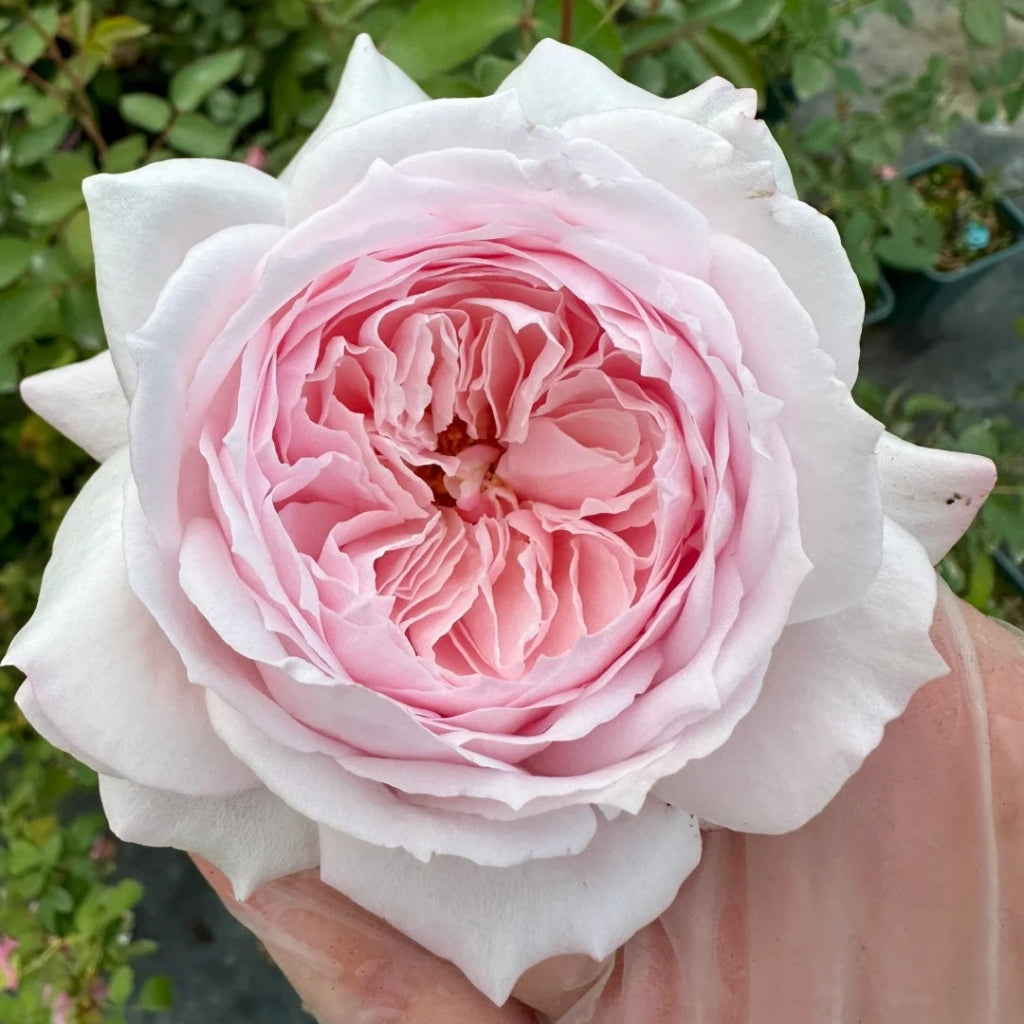 Cherry Antique Rose