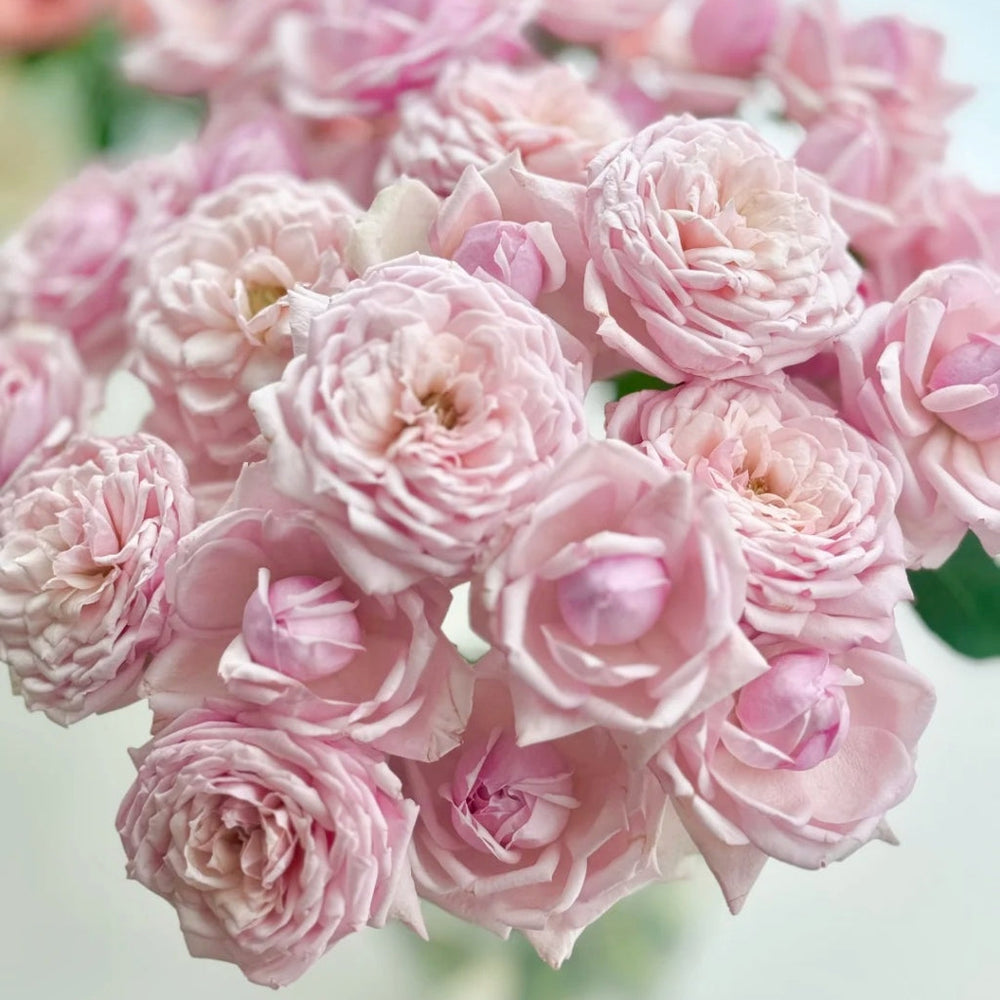 Cherry Antique Rose