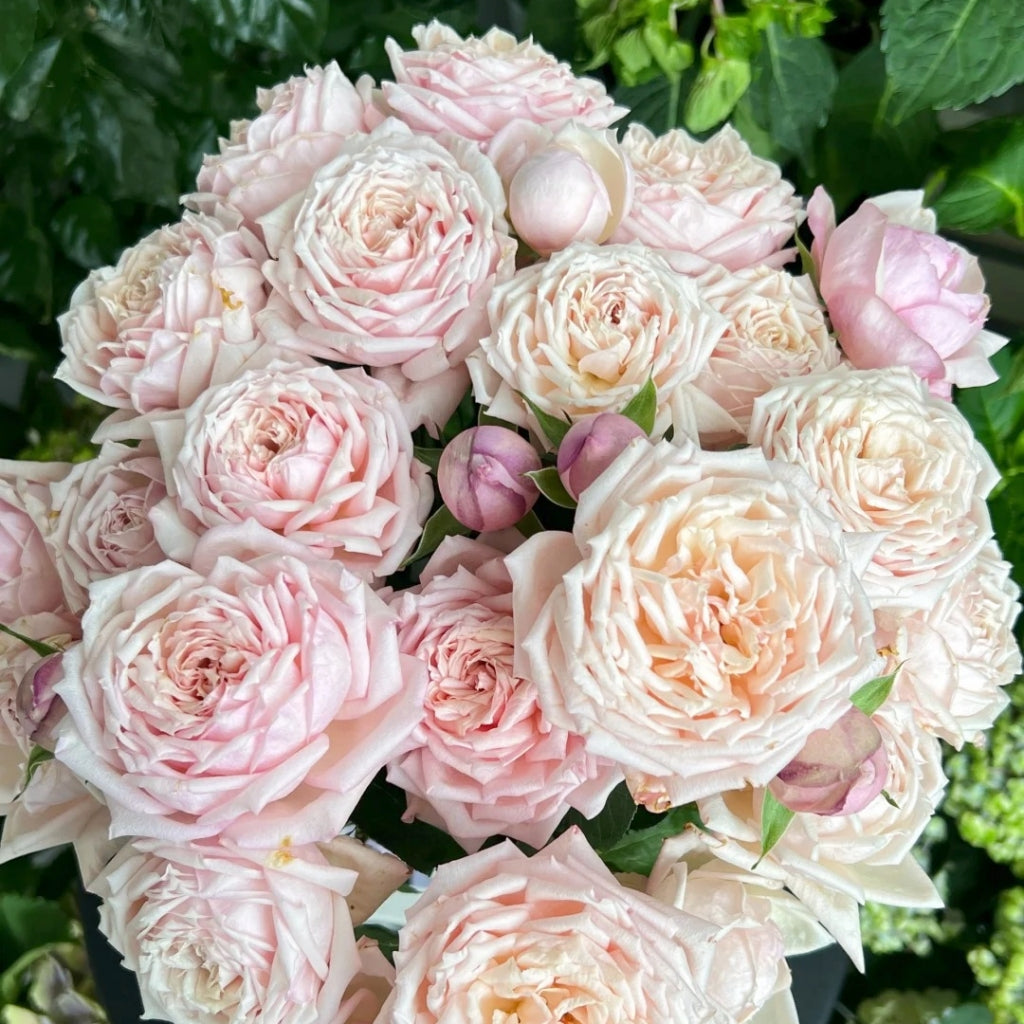 Cherry Antique Rose