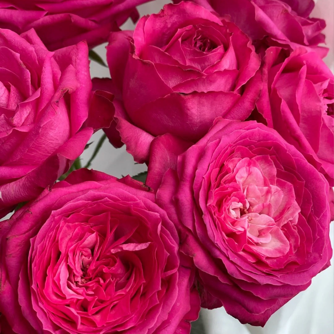 Cherry Avalanche Rose