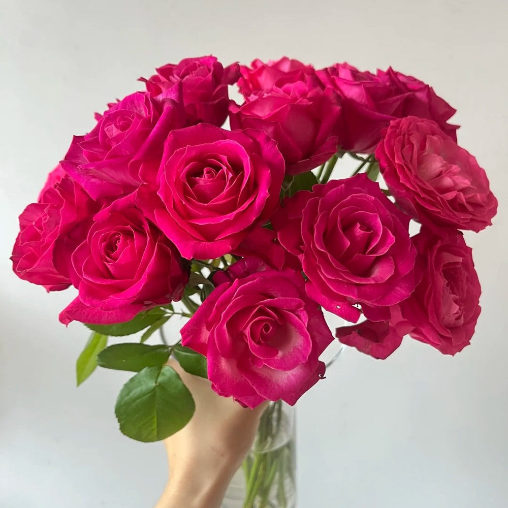 Cherry Avalanche Rose
