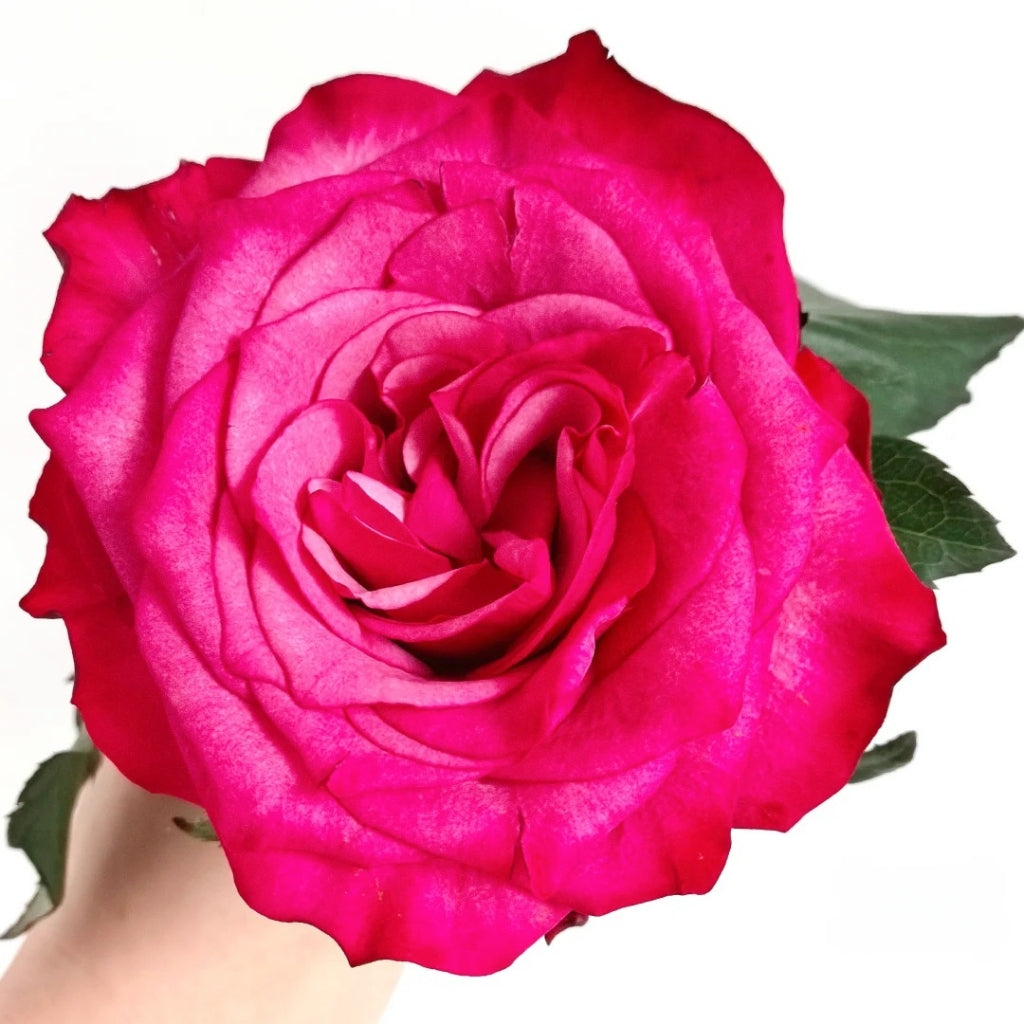 Cherry Lane Rose