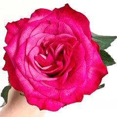 Cherry Lane Rose