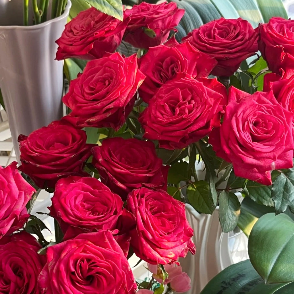 Cherry Lane Rose