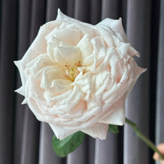 Cherry Lips Rose