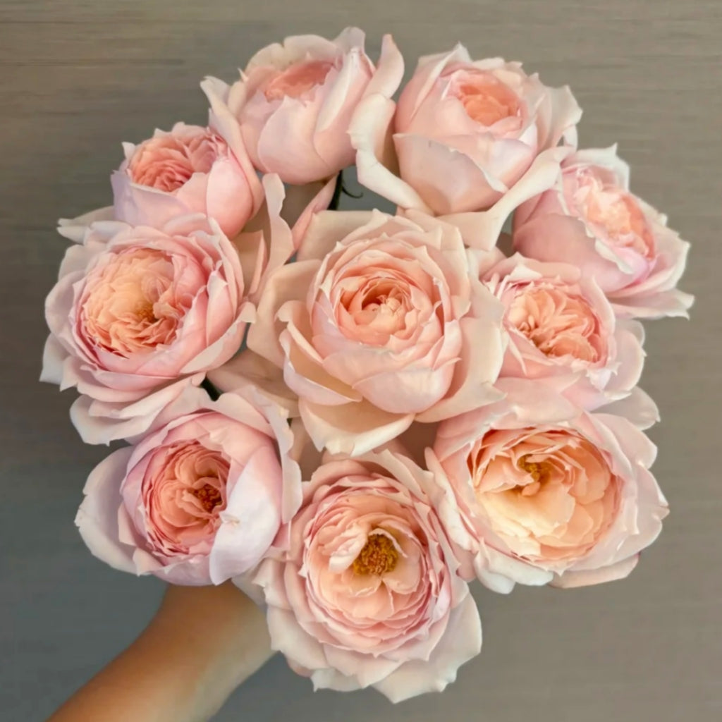 Cherry Lips Rose