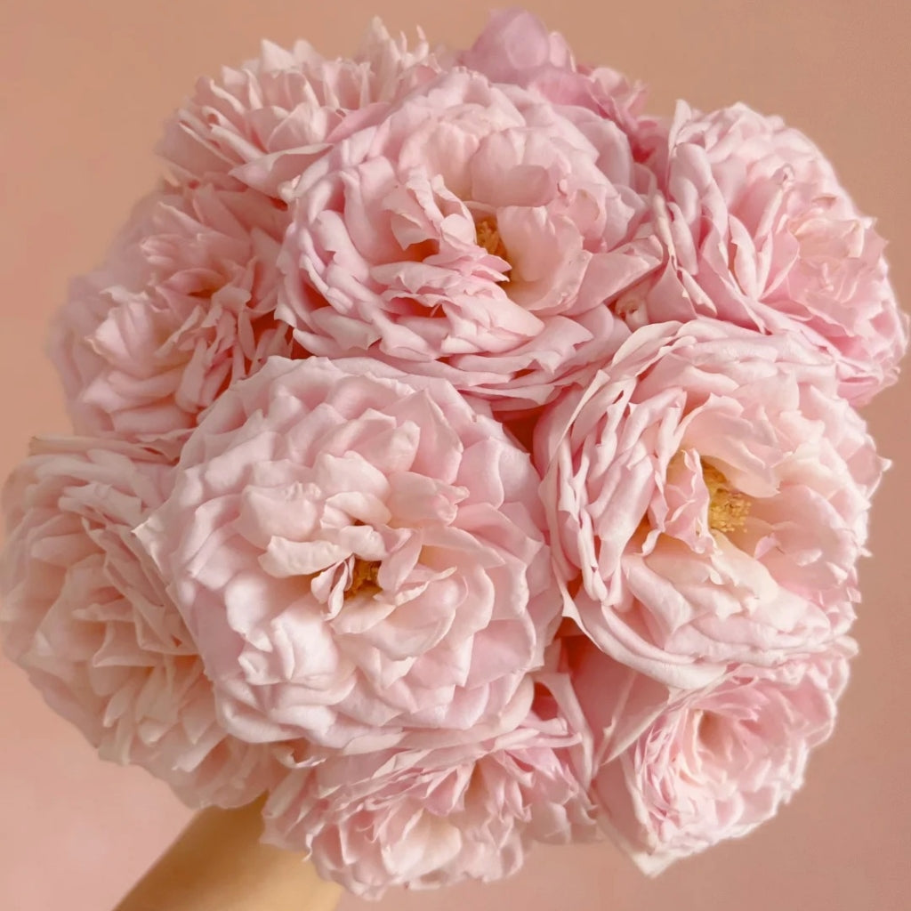 Cherry Lips Rose