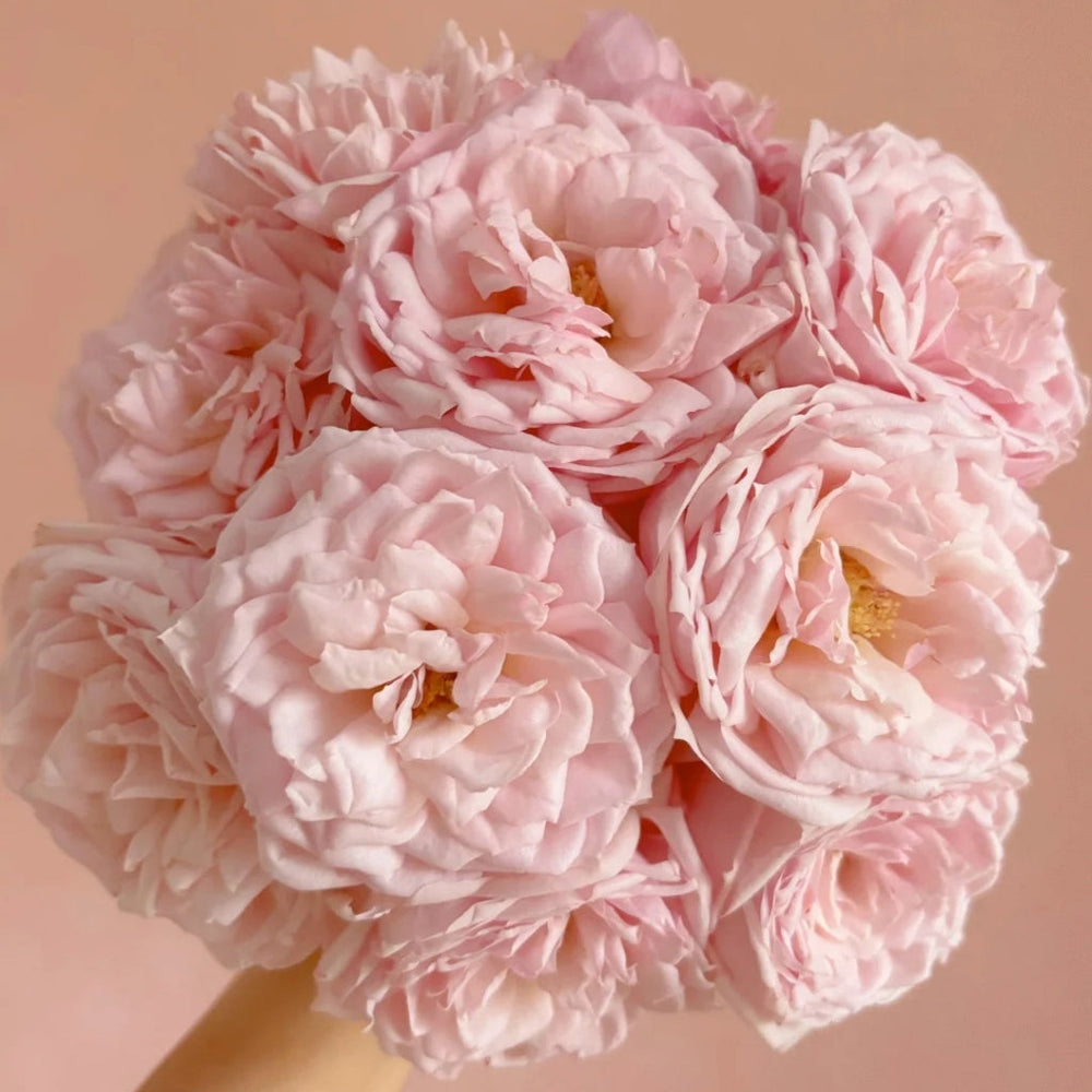 Cherry Lips Rose