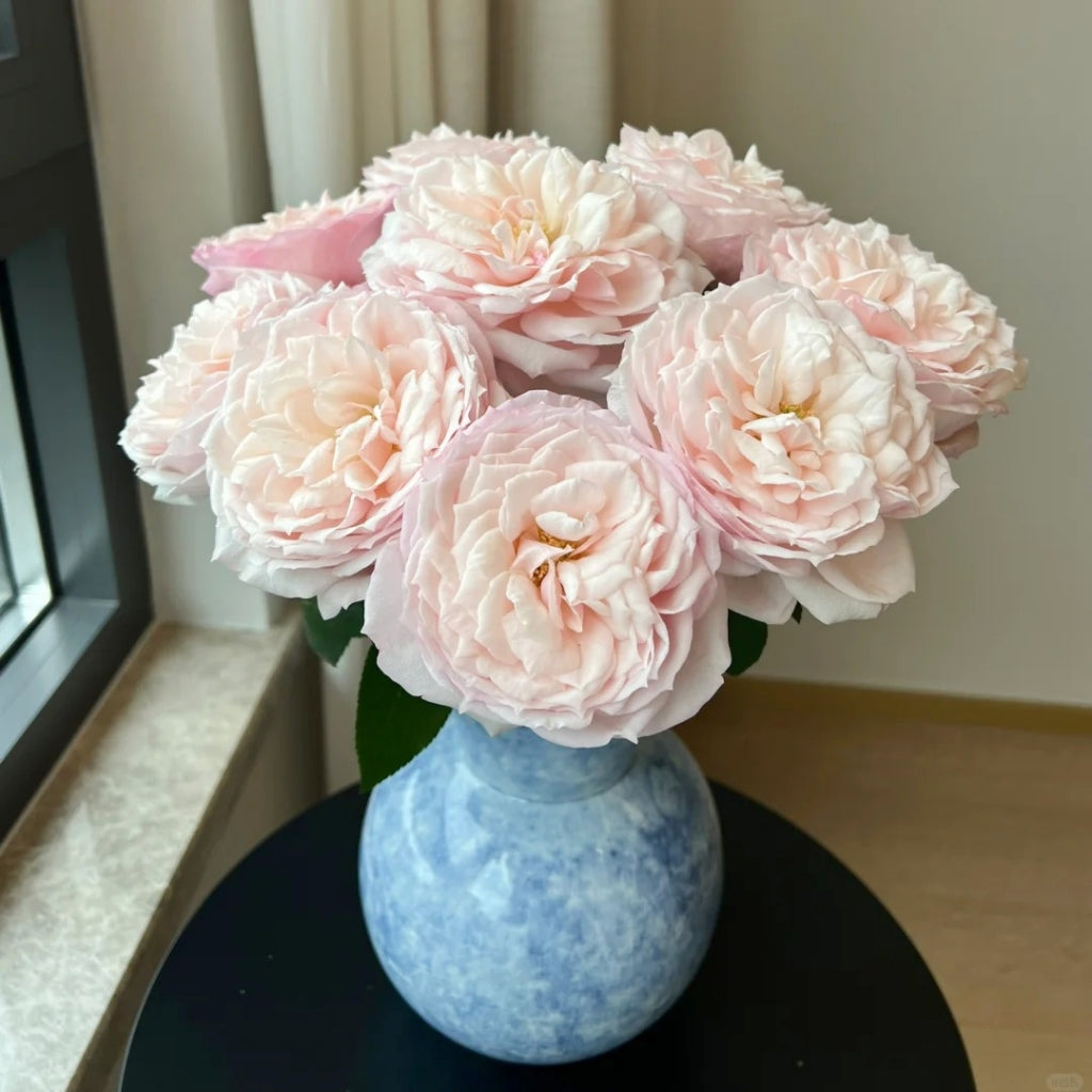 Cherry Lips Rose