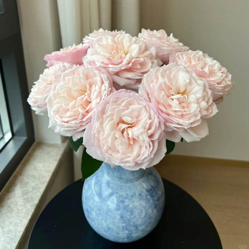 Cherry Lips Rose