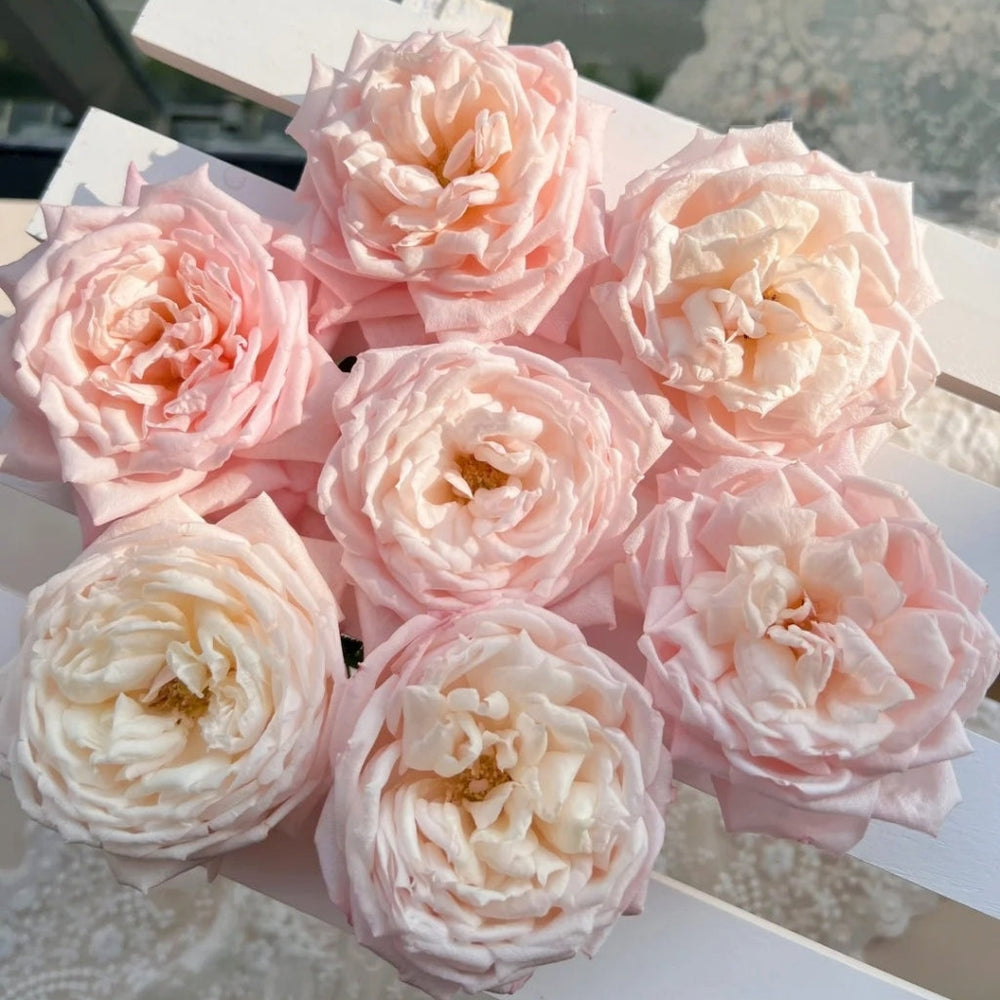 Cherry Lips Rose