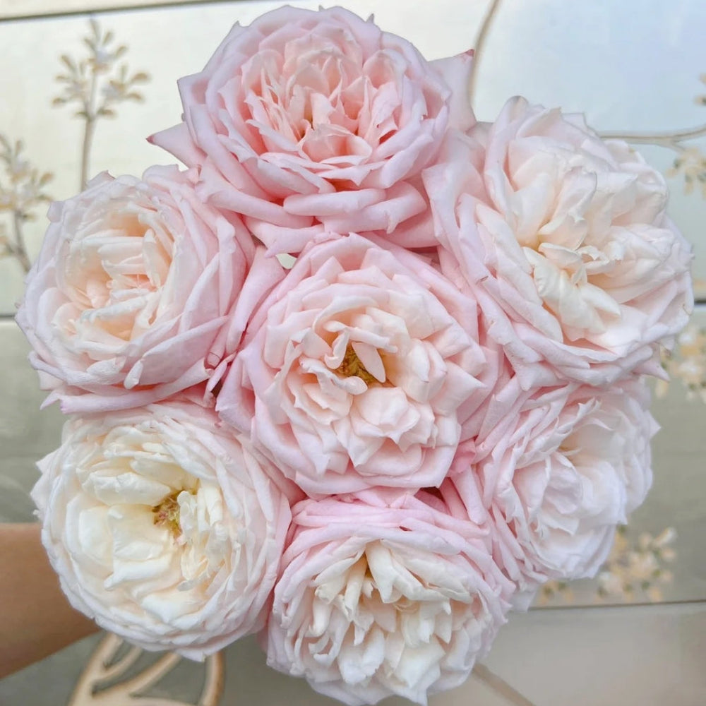 Cherry Lips Rose