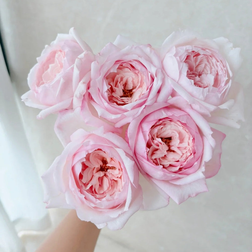 Cherry Lips Rose