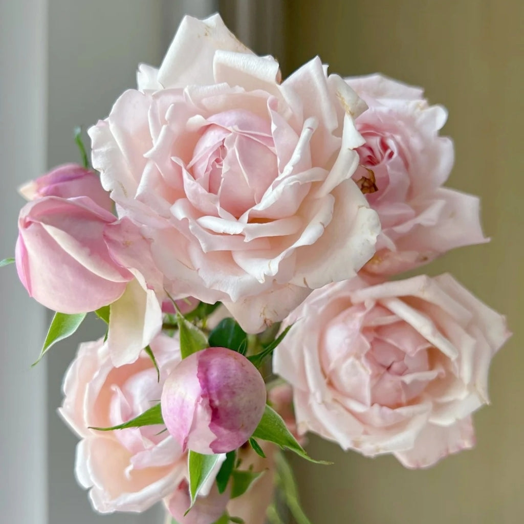 Cherry Lips Rose