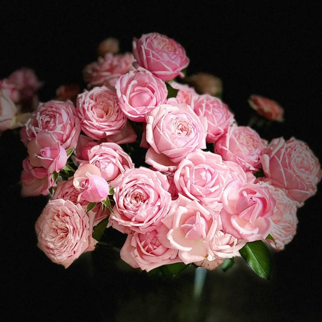 Cherry Lips Rose