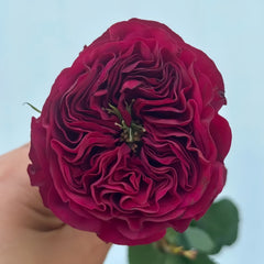 Cherry Velvet Rose