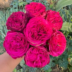 Cherry Velvet Rose