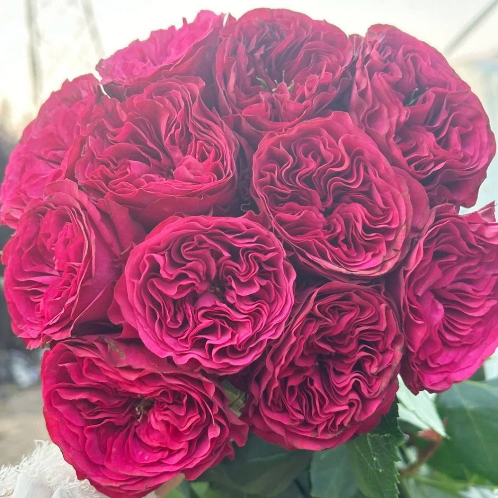 Cherry Velvet Rose