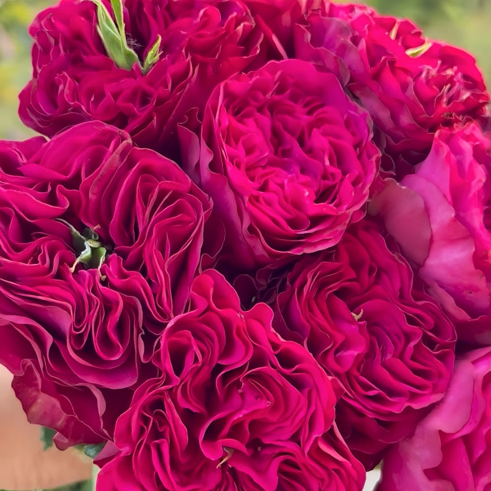 Cherry Velvet Rose
